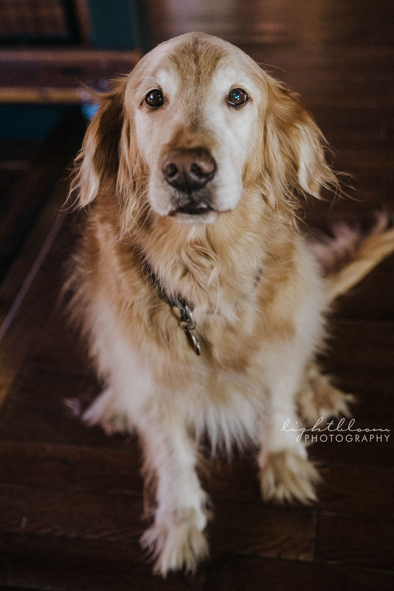 Ironclad Brewery Wedding Photographer