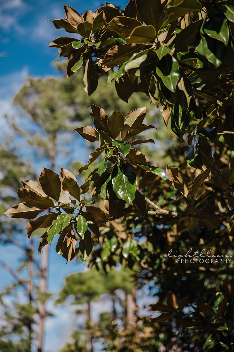 Wilmington NC Wedding Photographer